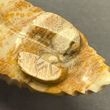 Picasso Marble Armadillo Zuni Fetish by Enrike Leekya (2/46)