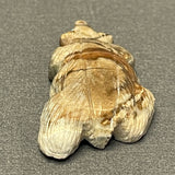 Picasso Marble Badger Fetish by Derrick Kaamasee, Zuni (1/412)