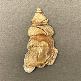 Picasso Marble Badger Fetish by Derrick Kaamasee, Zuni (1/412)