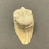 Antler Owl Fetish by Johnathan Shack, Zuni  (2/45)