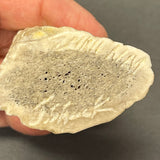 Antler Owl Fetish by Johnathan Shack, Zuni  (2/45)