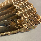 Lakota Dance Fan with Turkey Feathers and Antler Handle   (WHC22)